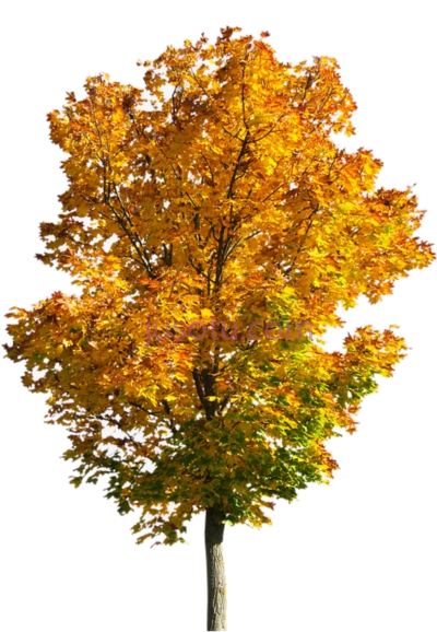 秋天树,fall trees autumn PNG