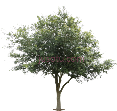 橡树,oak tree PNG