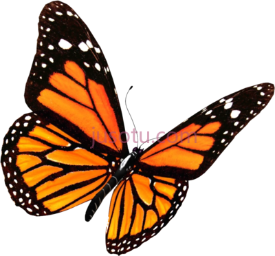 帝王蝶,monarch butterfly PNG