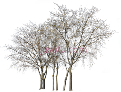 冬季树木,group trees in winter PNG