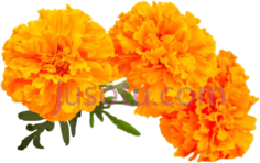万寿菊花PNG
