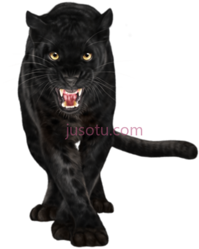 黑豹,black panther animal PNG
