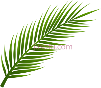 棕榈叶,palm leaves PNG