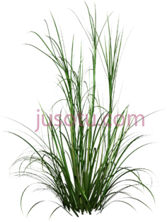 高草, PNG