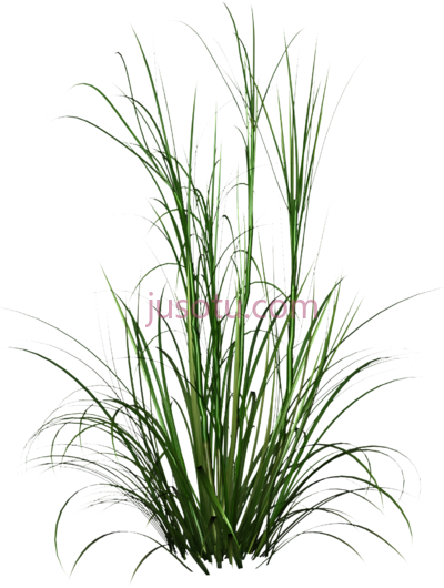 高草,tall grass long PNG