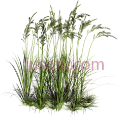 草,植物,植被,草木 PNG
