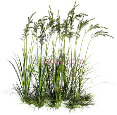 草,tall grass PNG