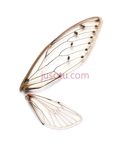 昆虫翅膀,insects wings PNG