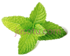 草本植物薄荷叶PNG