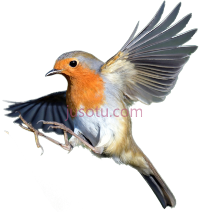 知更鸟,robin bird PNG