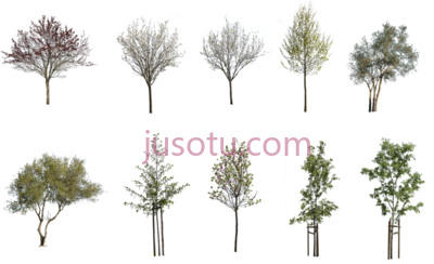 砍伐树木,cutout trees pack PNG