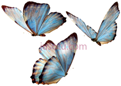 蝴蝶,butterfly PNG