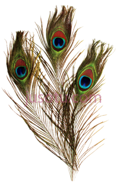 孔雀羽毛,single feathers PNG