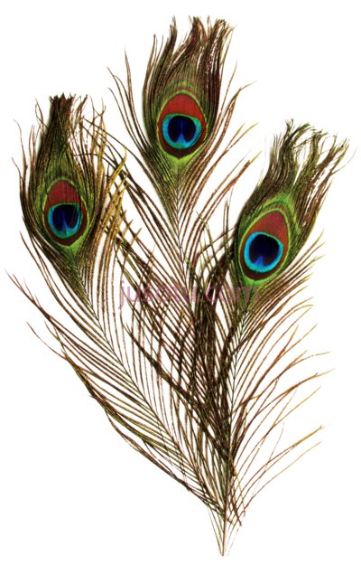 孔雀羽毛,peacock feather PNG