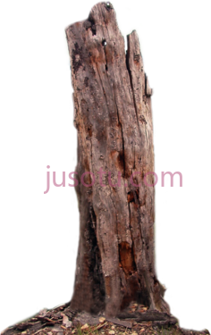 树干枝,tree wood PNG