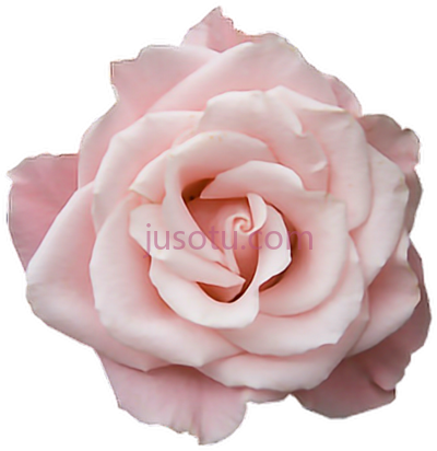 淡粉色玫瑰,pastel pink roses PNG