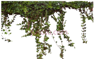 常春藤,ivy vine PNG