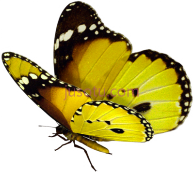蝴蝶,danaus chrysippus jpg real butterfly PNG