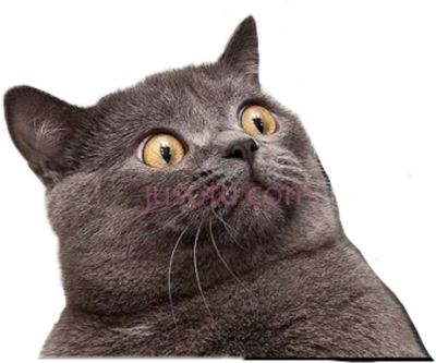 滑稽猫惊恐脸,funny cat PNG