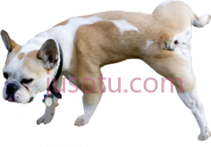 斗牛犬PNG