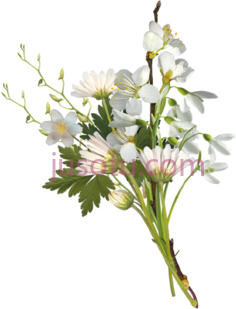 花束,装饰,植物 PNG
