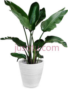 热带盆栽,植物,植被,草木 PNG