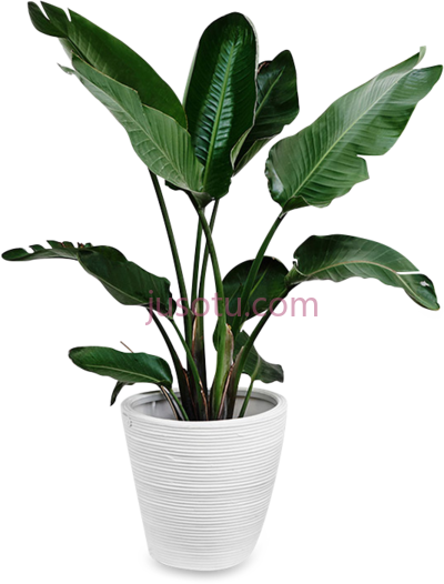热带盆栽,indoors tropical plants cut out PNG