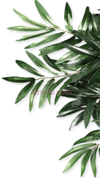 绿叶橄榄树叶,green leaf leaves borders olive tree leaves PNG