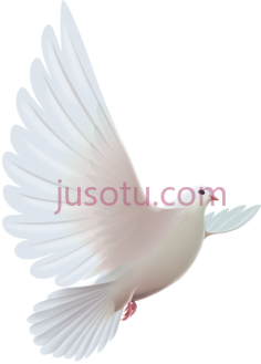 圣灵鸽子PNG