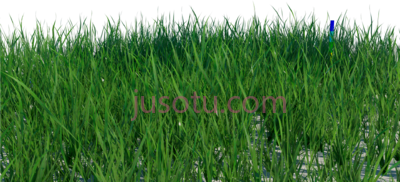草坪,grass blade short PNG