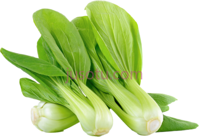 青菜,bok choy siow pak PNG