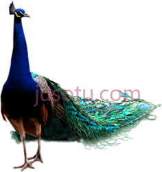 雄孔雀,鸟形,图标 PNG