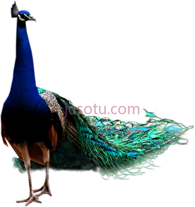 雄孔雀,peacock PNG