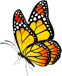 橙色蝴蝶PNG