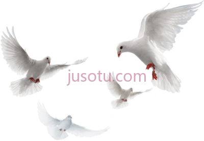 鸽子,pigeons PNG