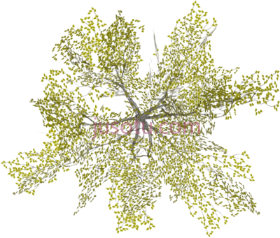 白桦树,white birch trees forplan PNG