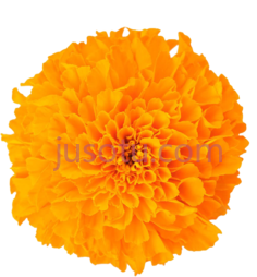 万寿菊花PNG