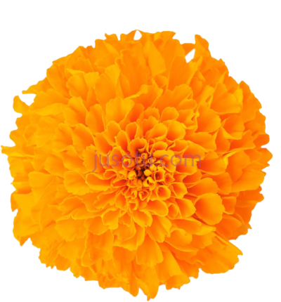 万寿菊花,marigold flower PNG