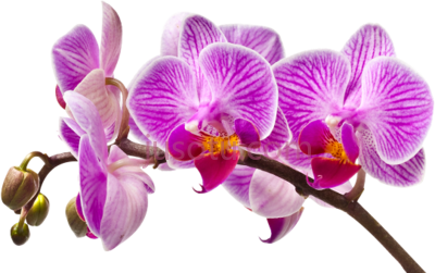 兰花,m de orquideas em PNG
