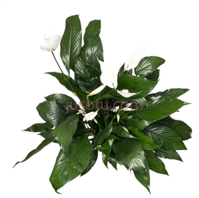 藤,spathipyllum care spathiphyllum PNG
