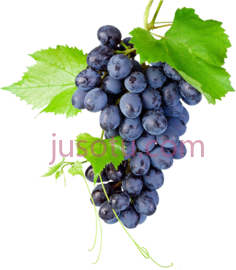 葡萄PNG