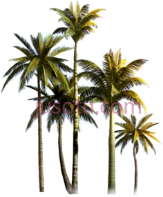棕榈树PNG