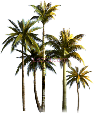 棕榈树,palm trees PNG