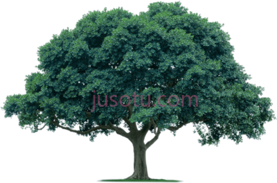 橡树,acacia tree oak PNG