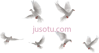 白鸽飞舞,white doves flying PNG