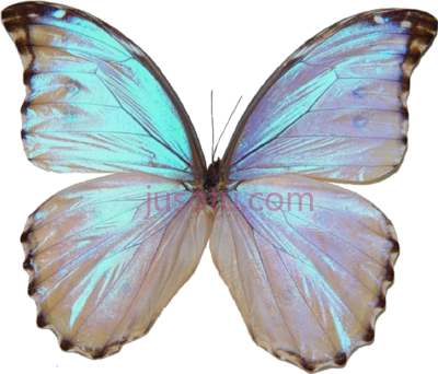 蝴蝶翅膀,asas borboleta PNG