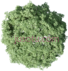 树木,树梢 PNG