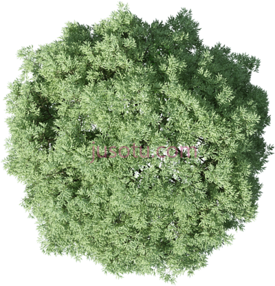 树木,trees in plan PNG