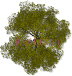 树木PNG
