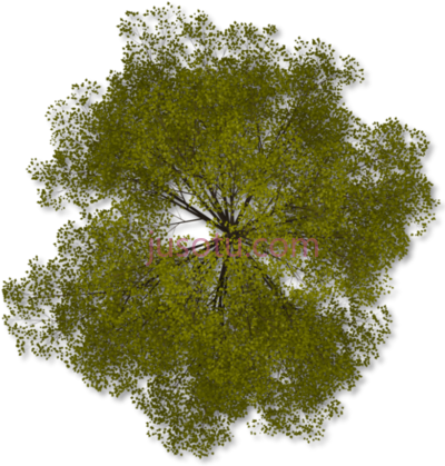树木,trees plan PNG